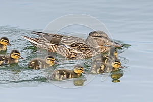 Ducklings Swimming, MallardÃÂ Duck Babies on Water Surface photo